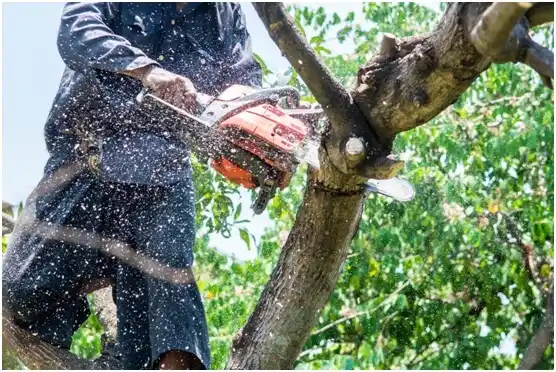 tree services Poquoson